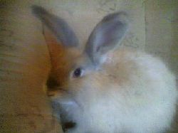 wilda1  Min angora Wilda 3 mnader.