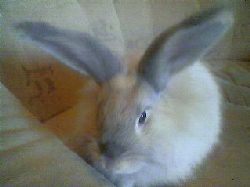 wildafram  wilda framifrn.